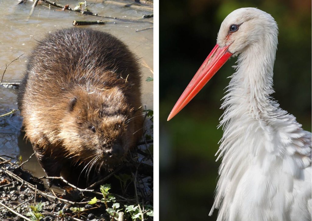 Beavers (left) and white storks (right, credit Tuxyso/Wikimedia Commons) will soon arrive in Dagenham