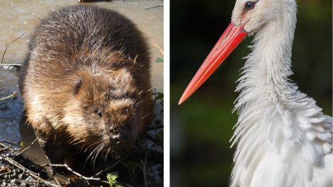 Beavers (left) and white storks (right, credit Tuxyso/Wikimedia Commons) will soon arrive in Dagenham