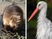 Beavers (left) and white storks (right, credit Tuxyso/Wikimedia Commons) will soon arrive in Dagenham