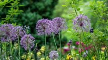 A lovely looking garden